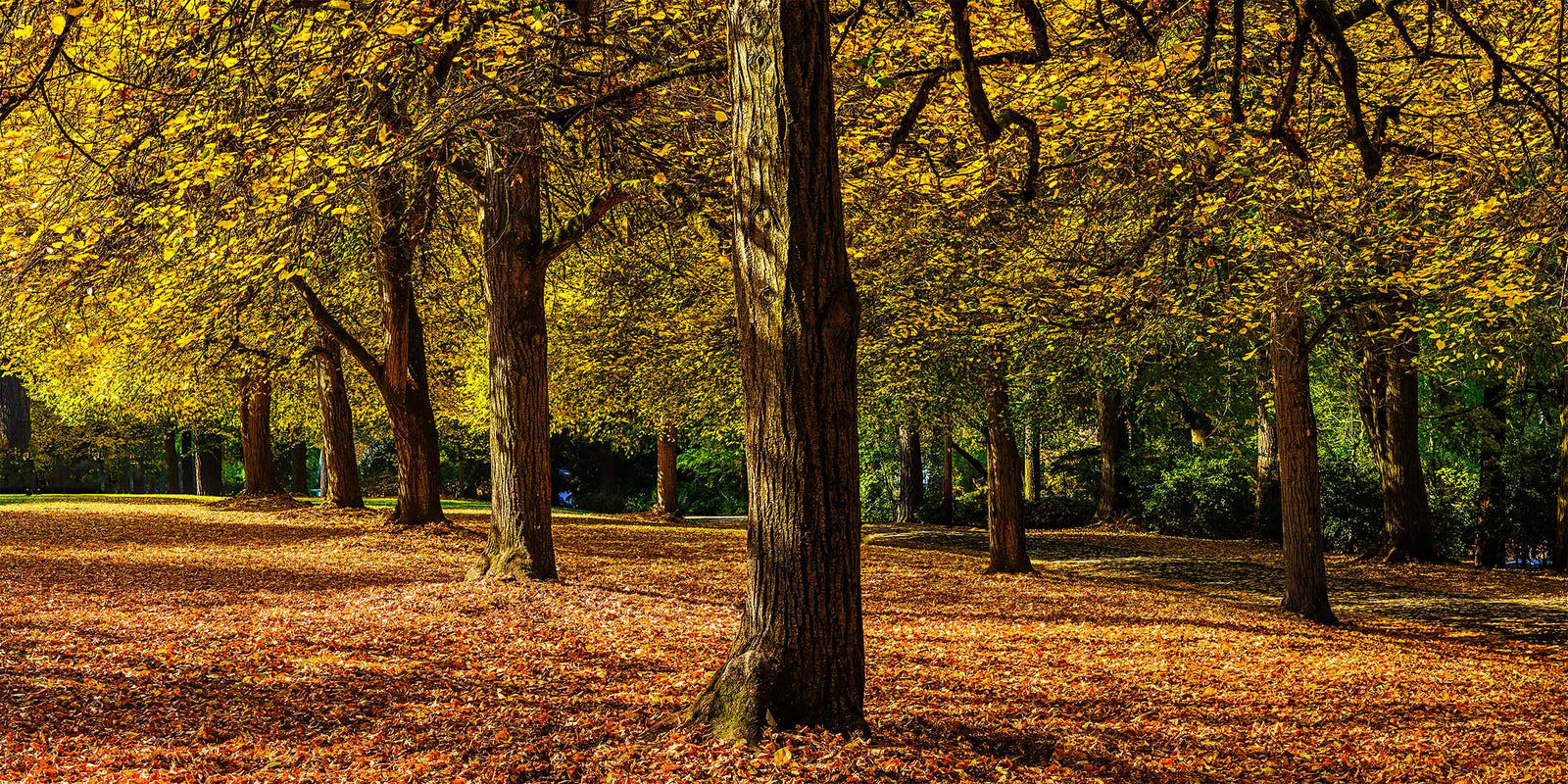 Rows of trees with golden autumn leaves above a leaf-covered lawn in a city park in Portland, Oregon