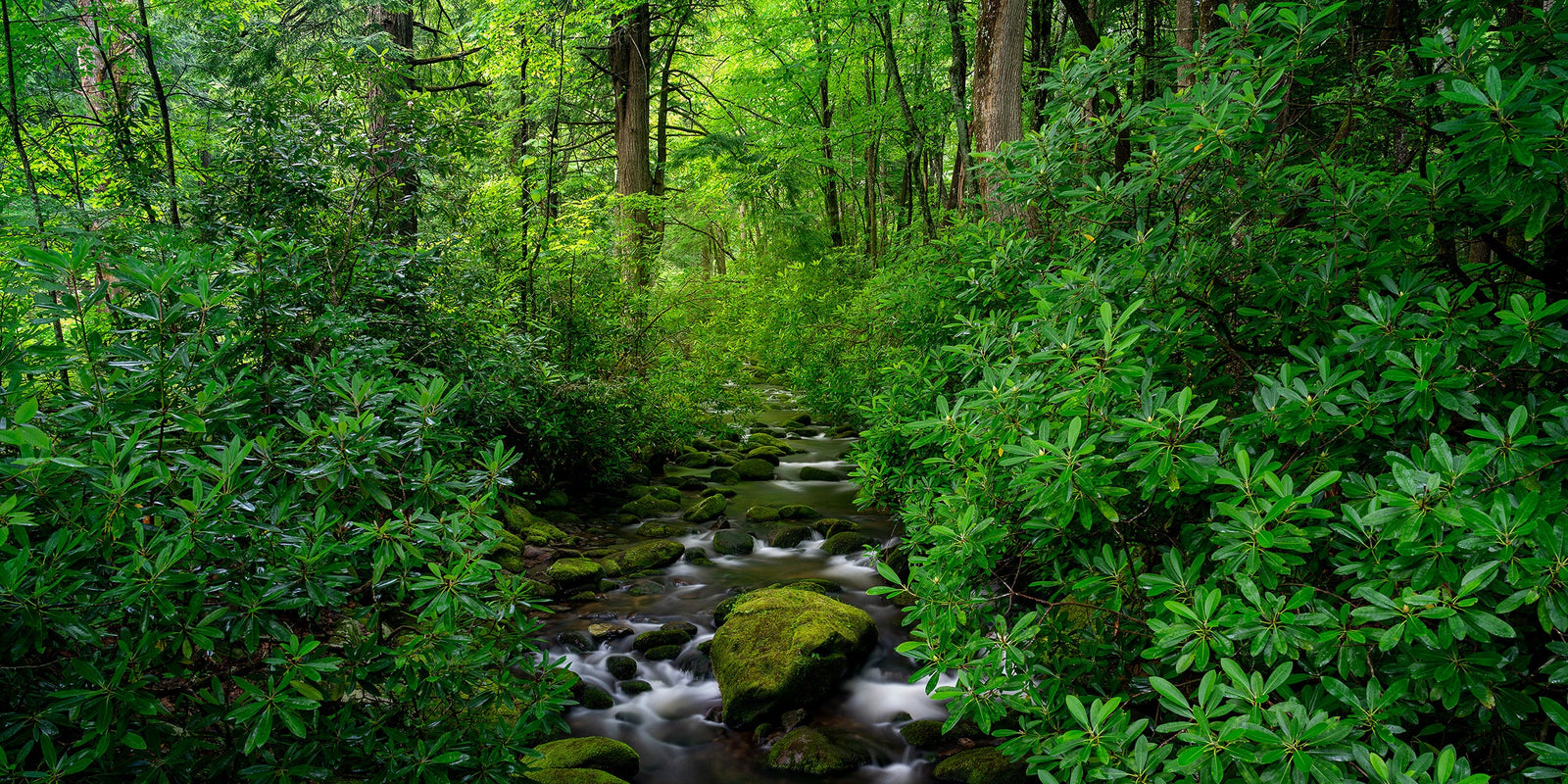 A stream flowing over mossy rocks through lush green forest in Great Smoky Mountains National Park