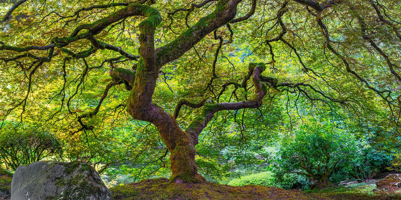 Spring-green leaves of a Japanese maple spreading across the frame