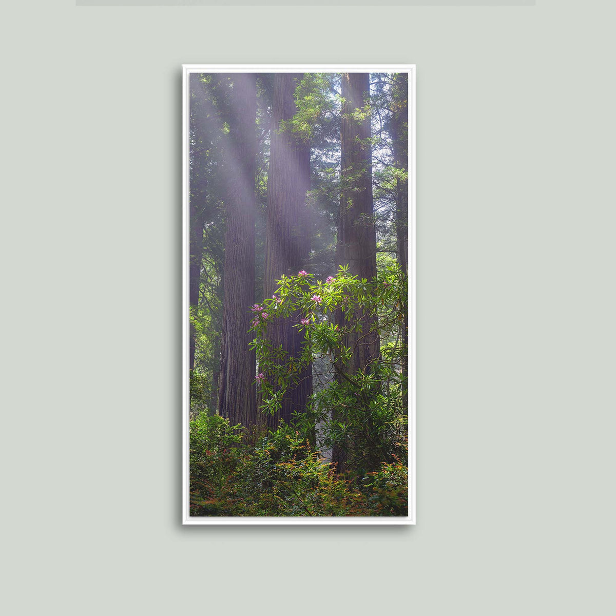 Gentle Giants, misty redwoods with a blooming pink rhododendron in the redwood forests of Northern California, as a canvas in a white floating frame