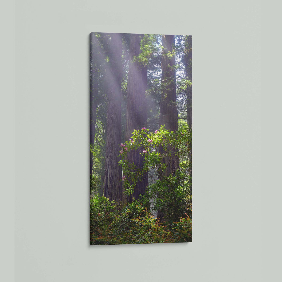 Gentle Giants, misty redwoods with a blooming pink rhododendron in the redwood forests of Northern California, as a stretched canvas shown at an angle