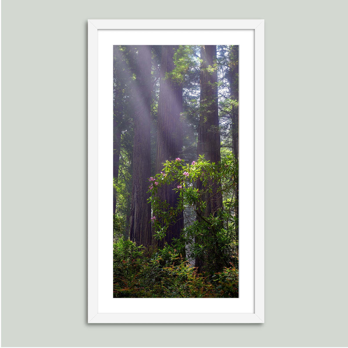Gentle Giants, misty redwoods with a blooming pink rhododendron in the redwood forests of Northern California, in a white frame with a white mat