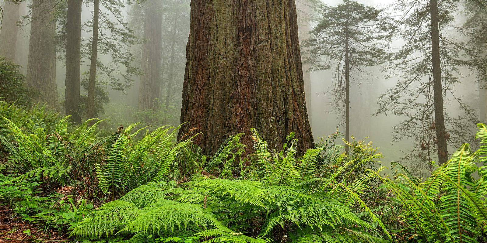 Towering redwood tree rising above ferns in Jedediah Smith Redwoods State Park, California