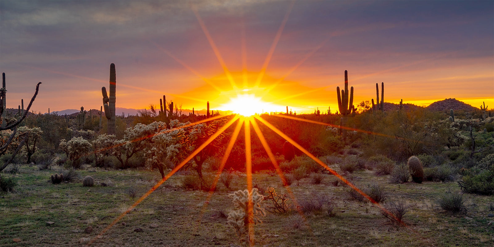 Sunset rays across the Sonoran Desert, glowing cholla and silhouetted saguaros beneath a violet and gold sky, Arizona