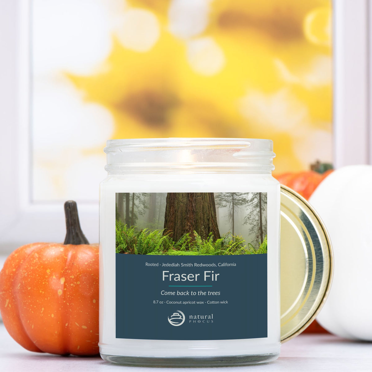 Rooted Candle in Fraser Fir, a clear glass jar candle with a gold lid, labeled with a photograph of a redwood trunk rising from ferns in the mist at Jedediah Smith Redwoods State Park, California