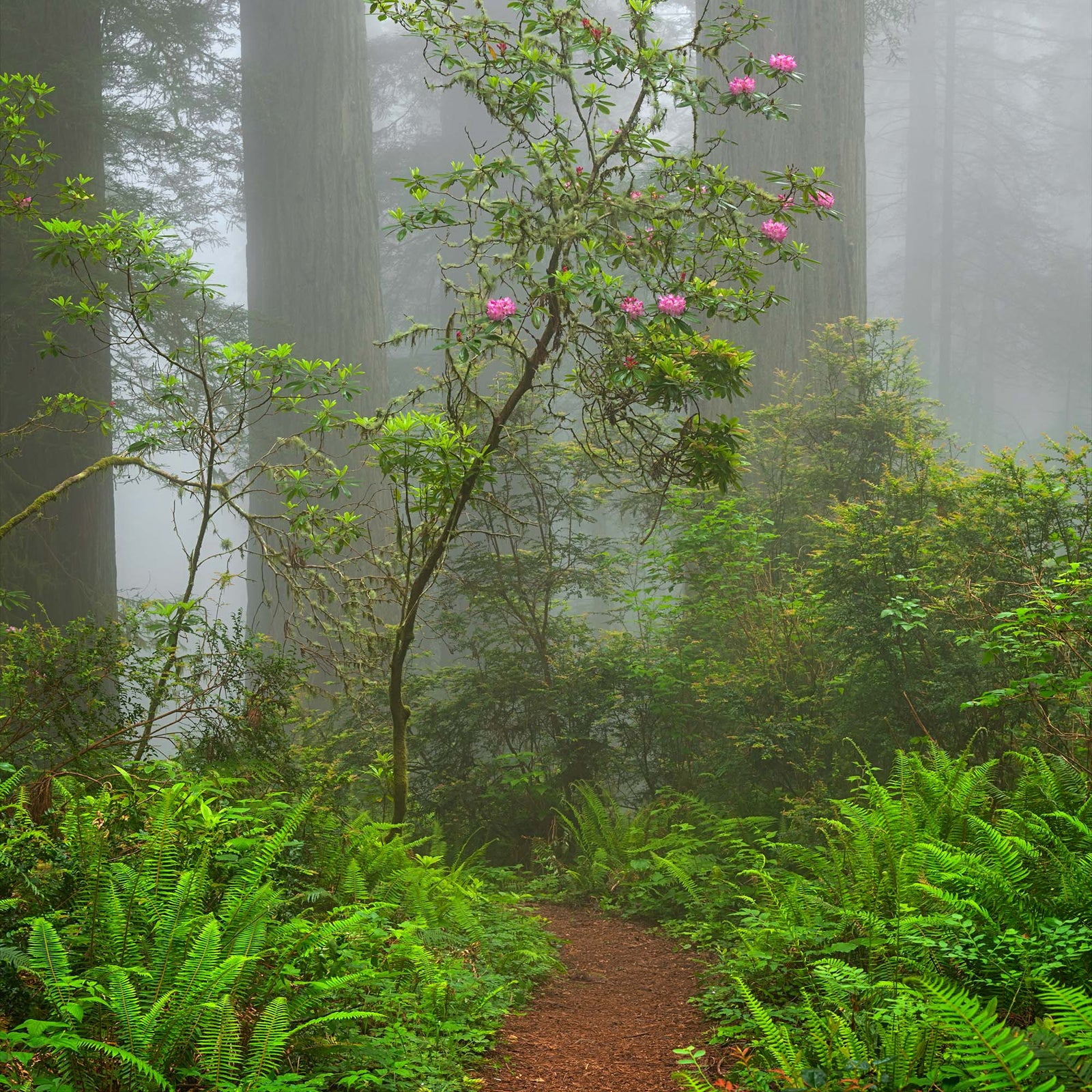 Misty forest path through redwoods and rhododendrons in Jedediah Smith Redwoods State Park, California