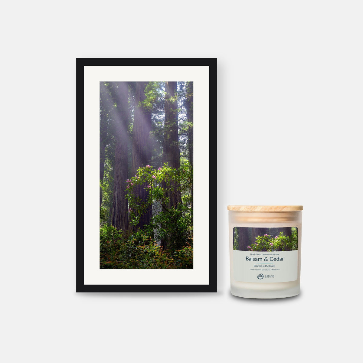 The Forest Gift Set: Gentle Giants, a photograph of pink rhododendron beneath redwoods in a black frame with a white mat, beside the Gentle Giants Candle in Balsam and Cedar in a frosted glass jar with a maple lid