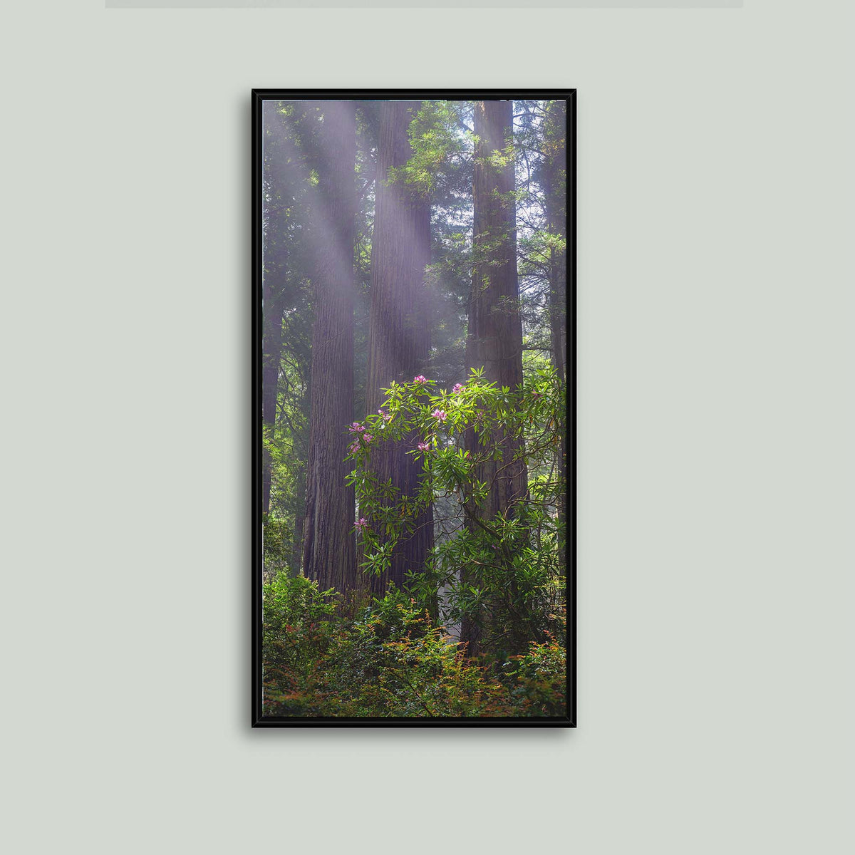 Gentle Giants, misty redwoods with a blooming pink rhododendron in the redwood forests of Northern California, as a canvas in a black floating frame