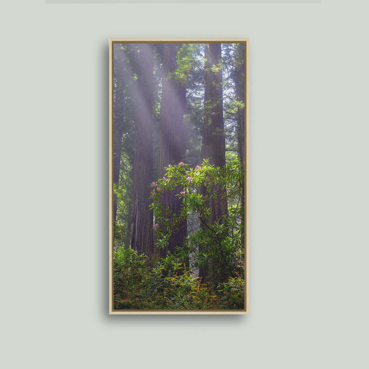 Gentle Giants, misty redwoods with a blooming pink rhododendron in the redwood forests of Northern California, as a canvas in a maple floating frame