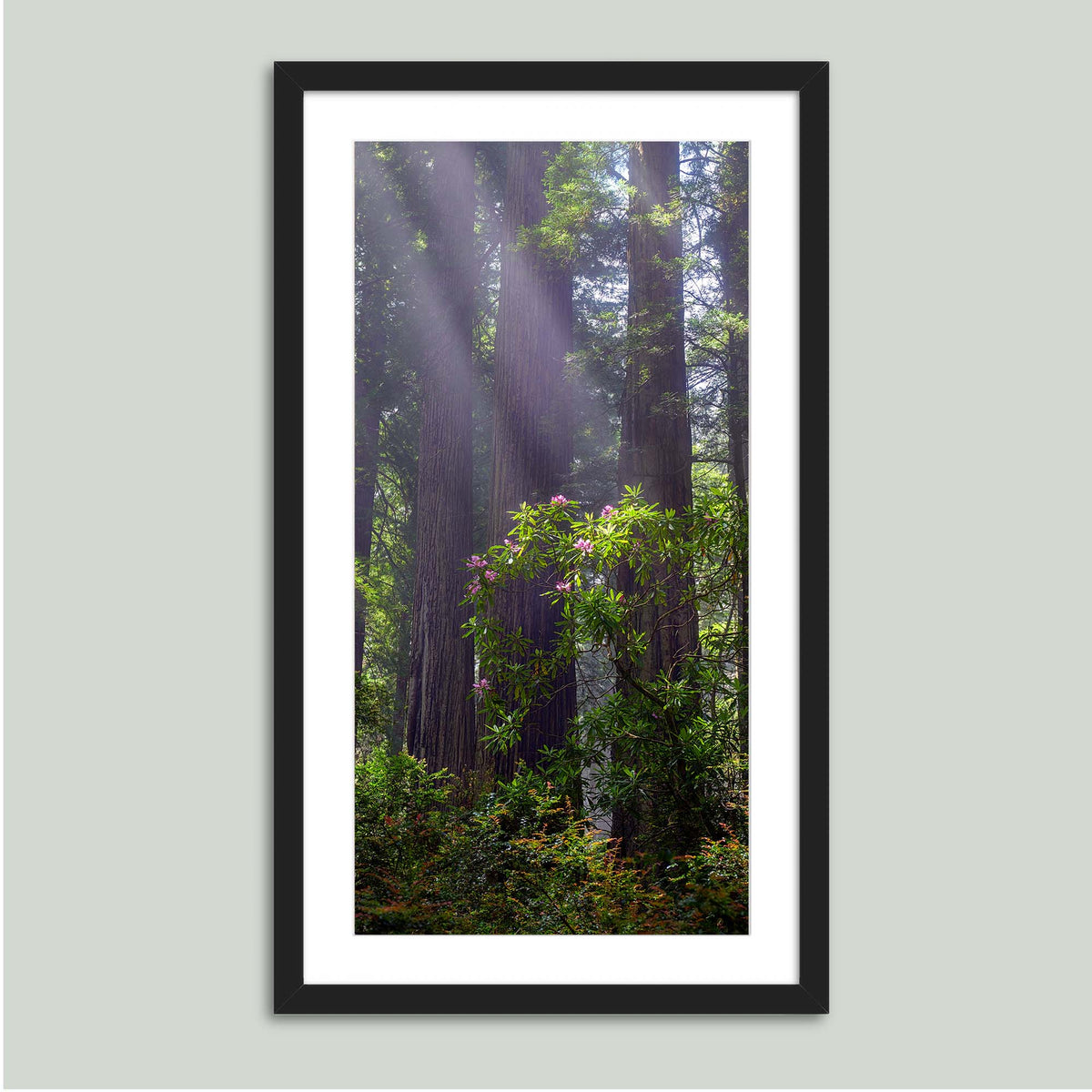 Gentle Giants, misty redwoods with a blooming pink rhododendron in the redwood forests of Northern California, in a black frame with a white mat