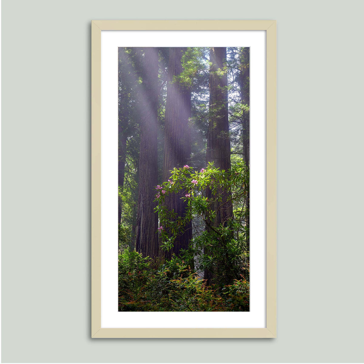 Gentle Giants, misty redwoods with a blooming pink rhododendron in the redwood forests of Northern California, in a maple frame with a white mat