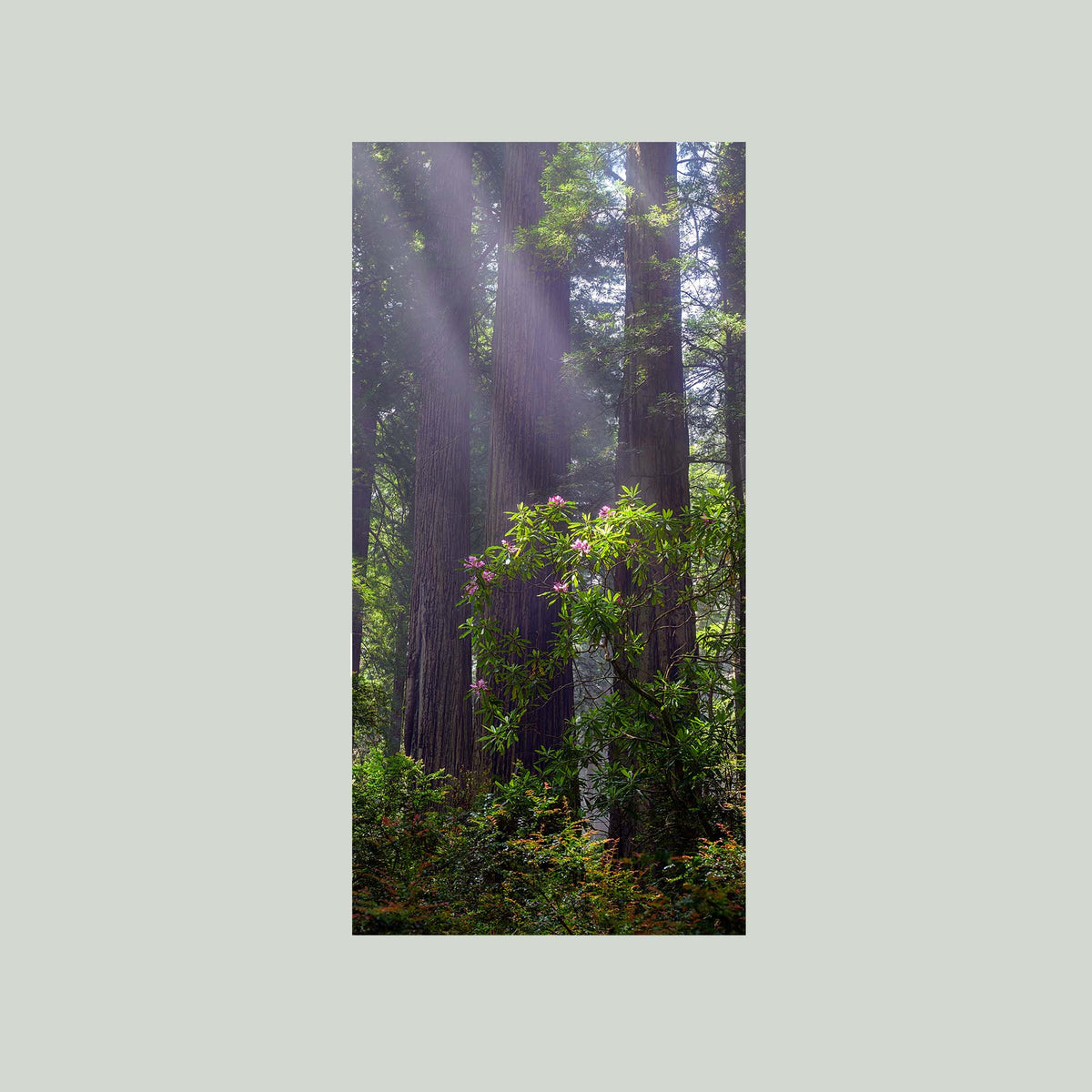 Gentle Giants, misty redwoods with a blooming pink rhododendron in the redwood forests of Northern California, as an unframed print