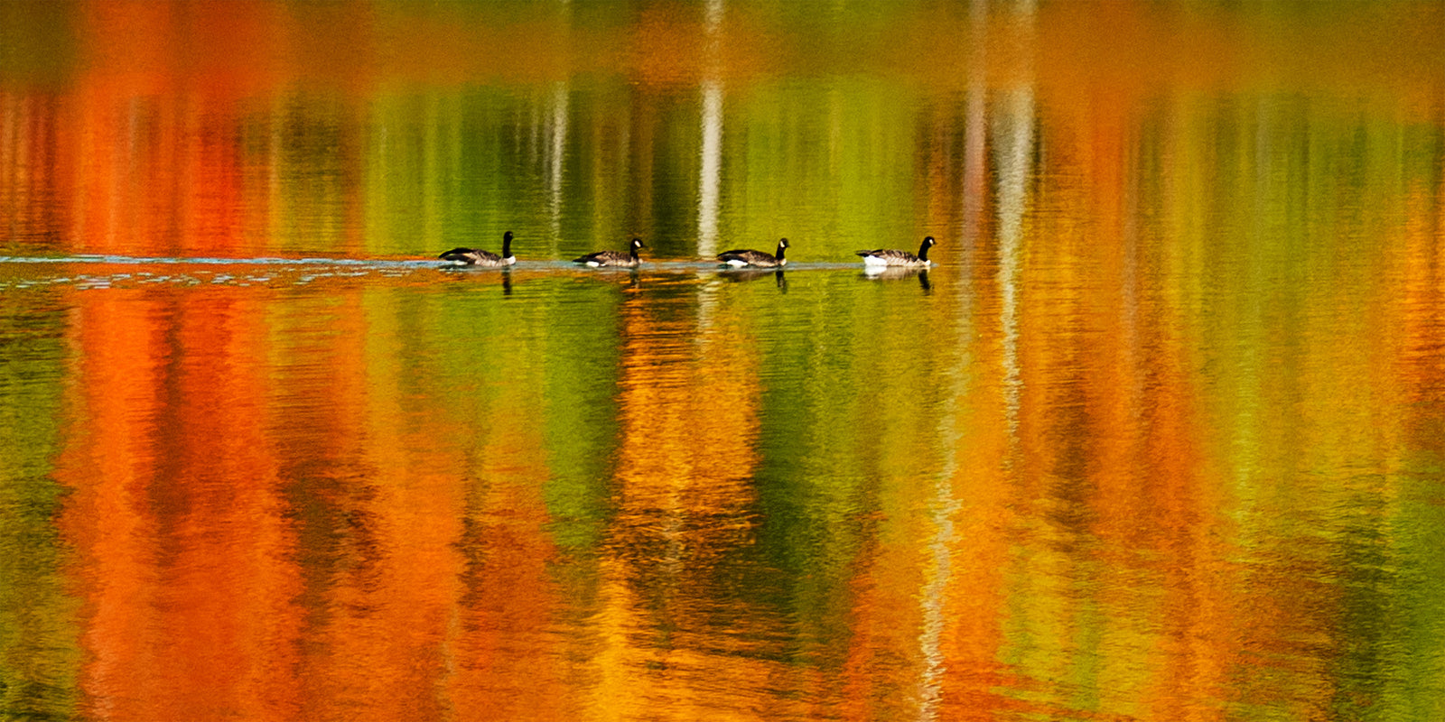 Four Canada geese swimming across autumn reflections at Echo Lake State Park, New Hampshire